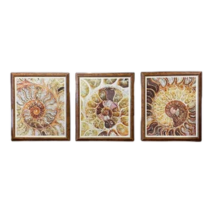 Trowbridge Gallery Ben Wood Agate Nautilus Set of 3