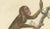 Karl Joseph Brodtmann, Orangutan & Chimpanzee, 1816, Lithograph For Sale - Image 4 of 9