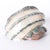 Standout organic jade banded turbo Marmoratus shell, rare and unusual for its giant size. Please see our other listings to...