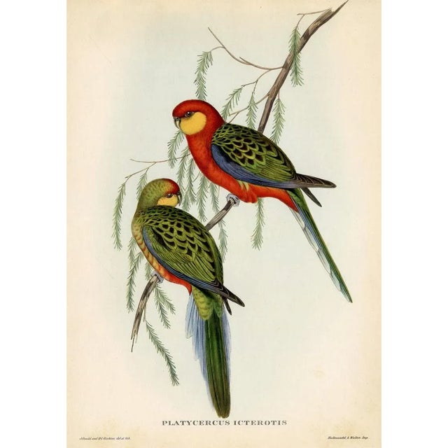 Original vintage bird print from a mid-1950s folio of tropical birds based on the work of John Gould (1804-1881). Gould...