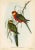 Original vintage bird print from a mid-1950s folio of tropical birds based on the work of John Gould (1804-1881). Gould...
