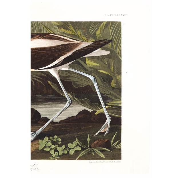 Not Yet Made - Made To Order American Avocet, Museum Style Audubon Bird Print, 36" X 24" For Sale - Image 5 of 12