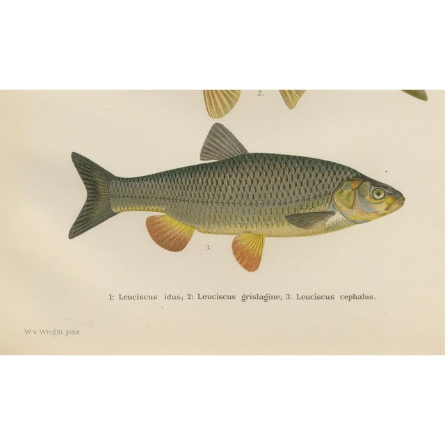 Wilhelm von Wright and C. Erdmann, Dace and Chub, 1895, Lithograph on Paper For Sale - Image 3 of 10