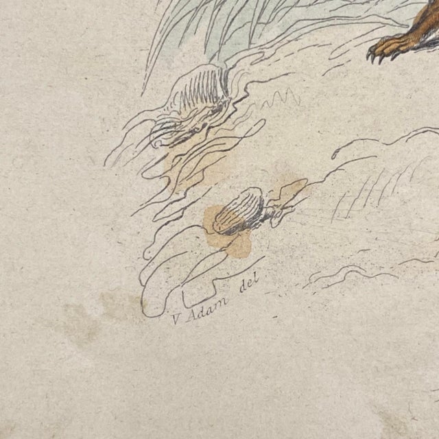 Tan French Antique 18th Century Animal Engraving Hand Colored Signed Artwork For Sale - Image 8 of 12