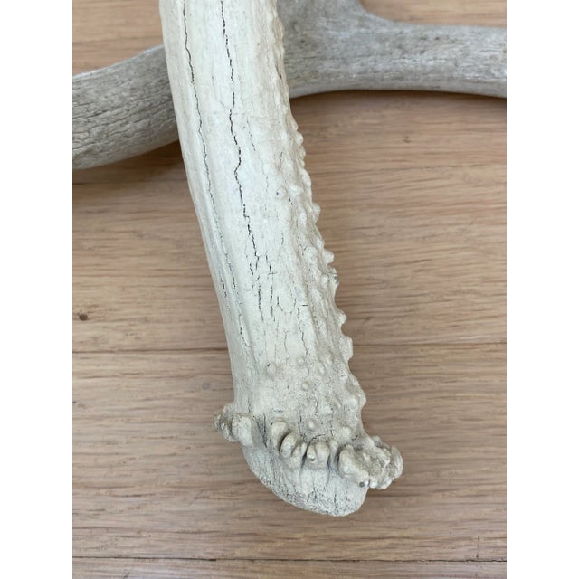 Vintage Natural Deer Antler - a Pair For Sale In San Francisco - Image 6 of 13