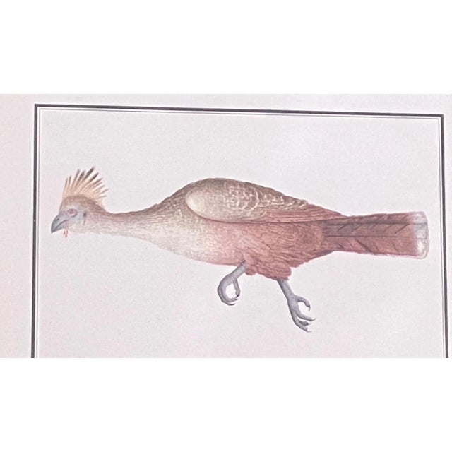 Vintage 19th C Alexander Rodrigues Ferreira Rugendas Print Framed For Sale - Image 4 of 9