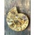 This vintage fossilized ammonite specimen has been cut and polished to reveal the mesmerizing internal architecture of a...