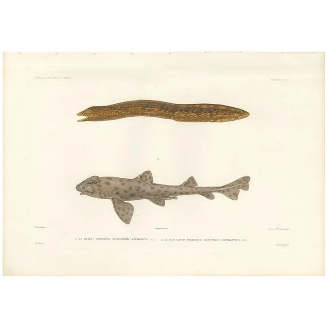 Werner, Vintage Sea Life Print Moray Eel and Panther Shark from French Voyage, 1846, Print For Sale