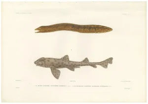 Werner, Vintage Sea Life Print Moray Eel and Panther Shark from French Voyage, 1846, Print