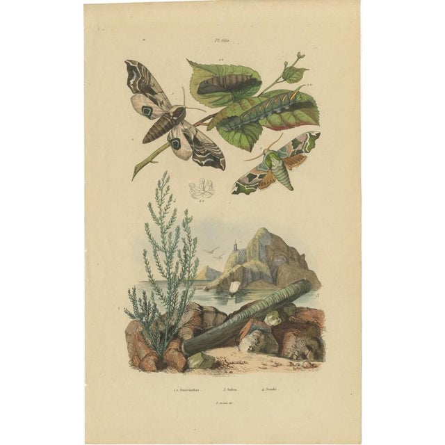 Duméril and Guérin, Sphinx Moth, 1835, Engraving, Set of 2 For Sale - Image 4 of 10