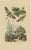 Duméril and Guérin, Sphinx Moth, 1835, Engraving, Set of 2 For Sale - Image 4 of 10
