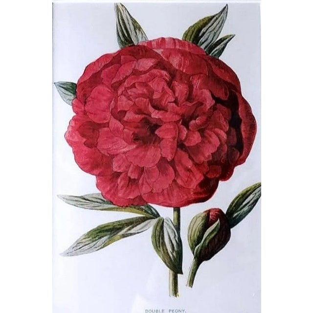 Cream English Artist, Flowers, Chromolithographic Print Diptych, 1900, Framed For Sale - Image 8 of 13