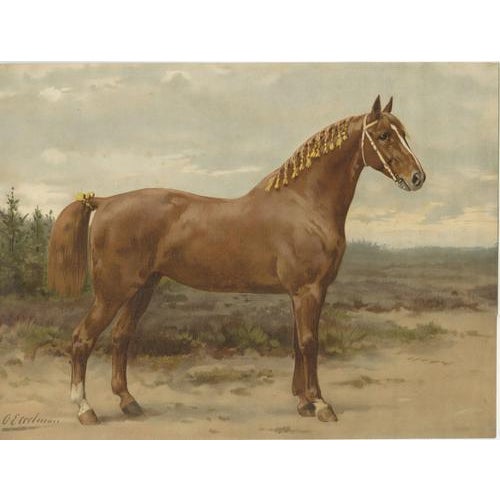 Otto Eerelman, Dutch Gelderland Horse, 1898, Chromolithograph For Sale - Image 9 of 9
