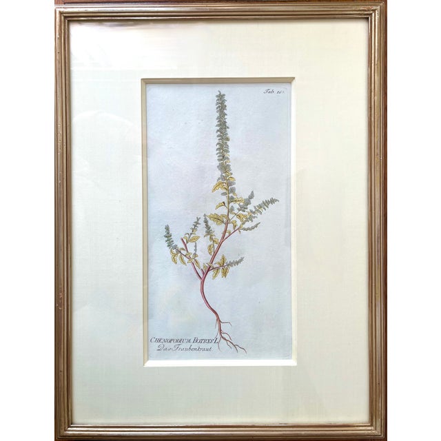 Antique Botanical Prints -Custom Framed-Adolphus Ypey-Set 3 For Sale - Image 4 of 7