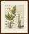 This antique botanical print from bertuch's bilderbuch shows two spice plants of the ginger family, zedoary or white...