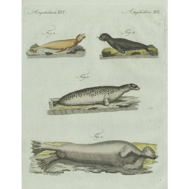 Bertuch, Four Seals, 1800, Engraving For Sale - Image 3 of 10