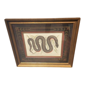 Mark Catesby Framed Etching 1754, Vol. 2 Pl. 46, the Copper-Bellied Snake
