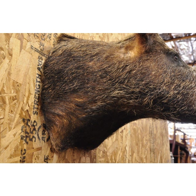 Vintage Wild Boar Head Taxidermy Hog Pig Head Wall Mount Log Cabin Decor For Sale - Image 9 of 18