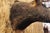 Vintage Wild Boar Head Taxidermy Hog Pig Head Wall Mount Log Cabin Decor For Sale - Image 9 of 18