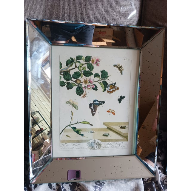 1700's Butterfly Natural History Engravings Reproductions in Contemporary Mirror Frames For Sale In Milwaukee - Image 6 of 14