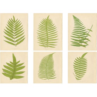 E.J. Lowe, Tropical Fern Lithograph Collection, 1856, Paper, Set of 6 For Sale