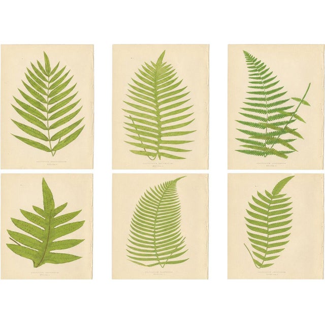 E.J. Lowe, Tropical Fern Lithograph Collection, 1856, Paper, Set of 6 For Sale