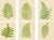 E.J. Lowe, Tropical Fern Lithograph Collection, 1856, Paper, Set of 6 For Sale