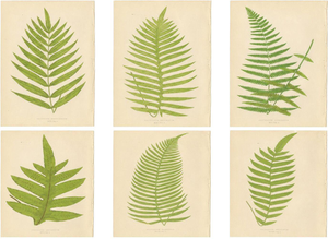 E.J. Lowe, Tropical Fern Lithograph Collection, 1856, Paper, Set of 6