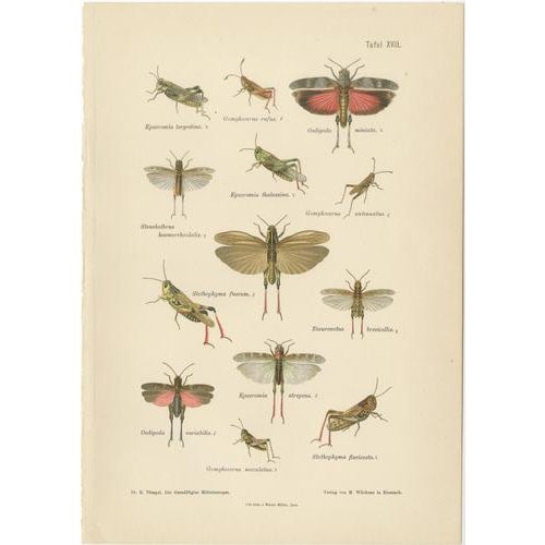 1900 - 1909 Richard Tümpel, Mantis, Stick Insects & Grasshoppers, 1908, Lithograph, Set of 3 For Sale - Image 5 of 12