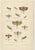 1900 - 1909 Richard Tümpel, Mantis, Stick Insects & Grasshoppers, 1908, Lithograph, Set of 3 For Sale - Image 5 of 12