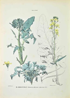 Vincenzo Tenore, The Broccoli, Lithograph, 1870s