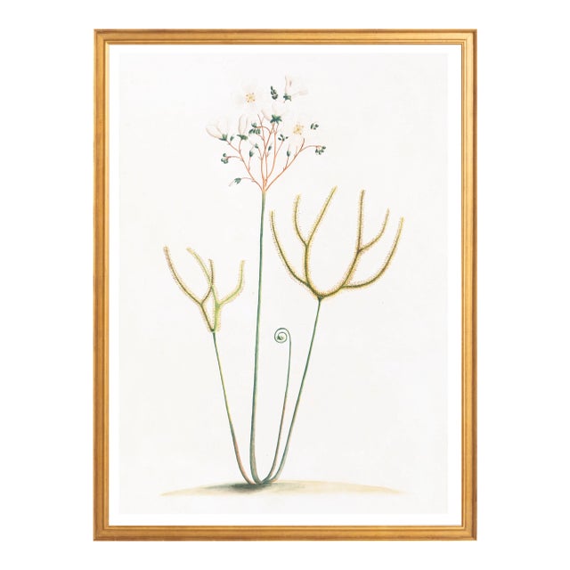 Illustration Celerie Kemble Curated Australian Botanical IX (16x20) in Gold Frame For Sale - Image 3 of 4