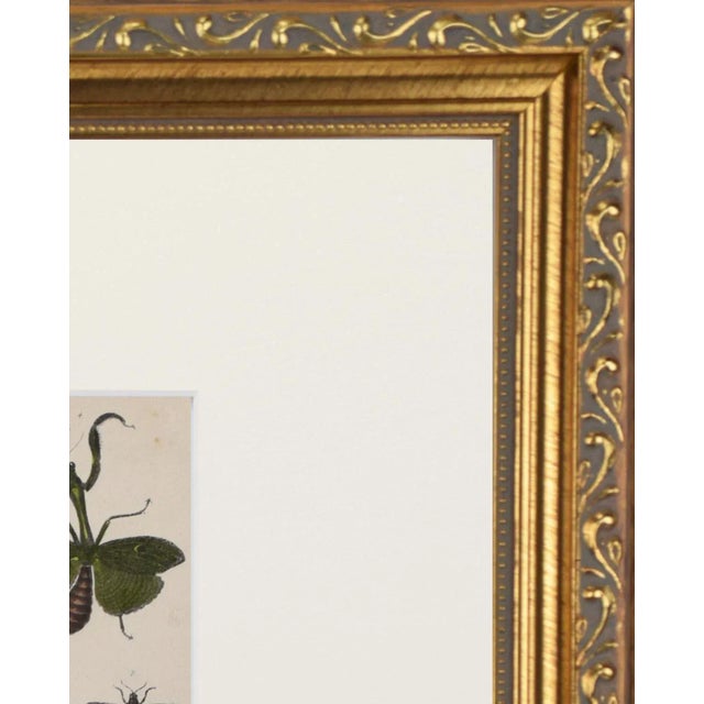 Mid 19th Century 19th Century Antique English Hand Colored Entomogoical Engraving of Insects by Goldsmith For Sale - Image 5 of 5