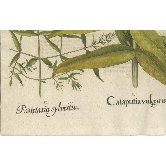 17th Century Basilius Besler Spurge, Glasswort & Pennywort Botanical Engraving, 1613, Engraving For Sale - Image 5 of 10