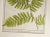 Late 19th Century Antique 1885 English Chromolithograph Ferns - a Pair For Sale - Image 5 of 6