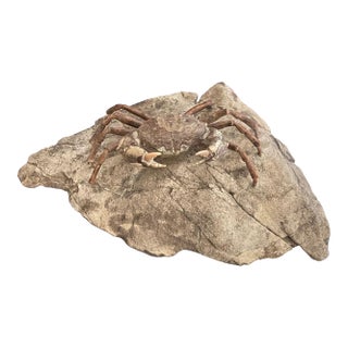 Fossil Crab (Galene Granulifera) From Taiwan, Pliocene Period For Sale