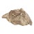 Fossil Crab (Galene Granulifera) From Taiwan, Pliocene Period For Sale