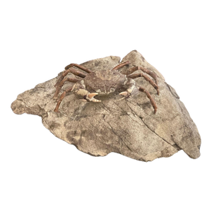 Fossil Crab (Galene Granulifera) From Taiwan, Pliocene Period