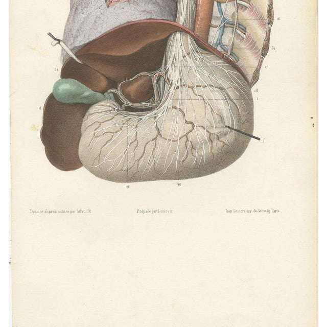 19th Century Hirschfeld and Leveille, Vagus and Sympathetic Nerves of the Trunk, 1866, Paper For Sale - Image 5 of 12