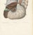 19th Century Hirschfeld and Leveille, Vagus and Sympathetic Nerves of the Trunk, 1866, Paper For Sale - Image 5 of 12