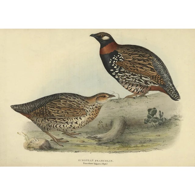 Black Francolin, 1832, Print For Sale