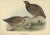 Black Francolin, 1832, Print For Sale