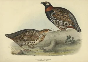 Black Francolin, 1832, Print