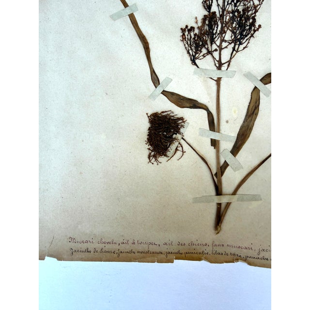 Oversized Antique French Herbarium Specimens – Set of 8 | Original 19th Century Pressed Botanical Collection From Paris For Sale - Image 16 of 17