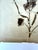 Oversized Antique French Herbarium Specimens – Set of 8 | Original 19th Century Pressed Botanical Collection From Paris For Sale - Image 16 of 17