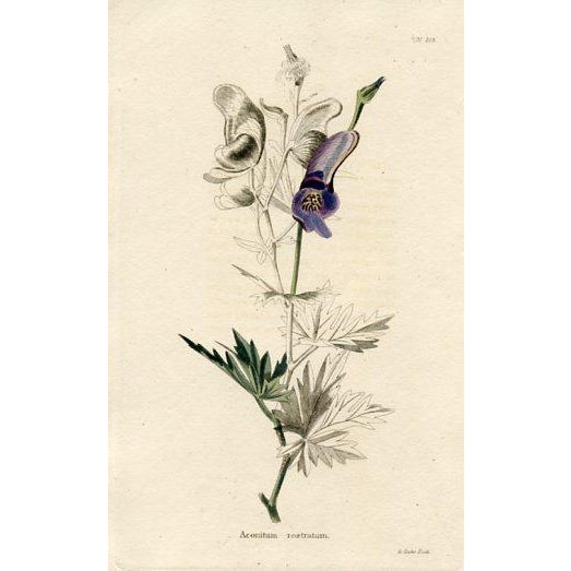 Original set of six early-1800s hand colored antique botanical prints from Conrad Loddiges' “The Botanical Cabinet”...