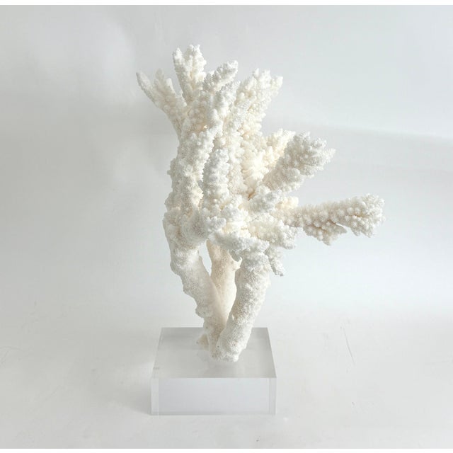 White Extraordinary Natural Branch Coral on Acrylic Base For Sale - Image 8 of 9