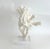 White Extraordinary Natural Branch Coral on Acrylic Base For Sale - Image 8 of 9