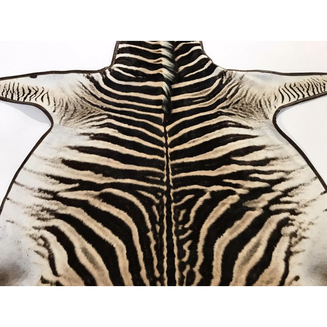 Forsyth Zebra Hide Rug Trimmed in Leather 6'10" x 7'7" Chairish