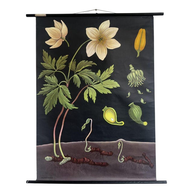 Botanic School Chart Depicting Anemone For Sale